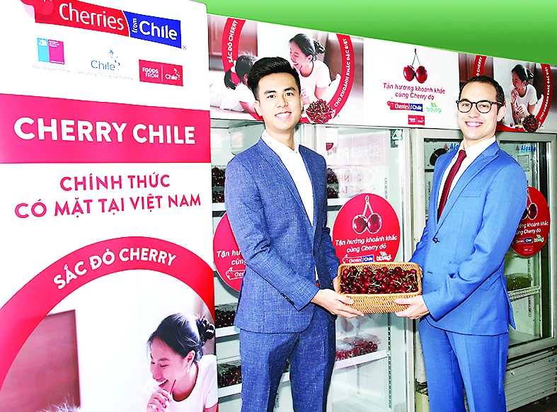 Cherry Chile lần đầu được nhập vào Việt Nam
