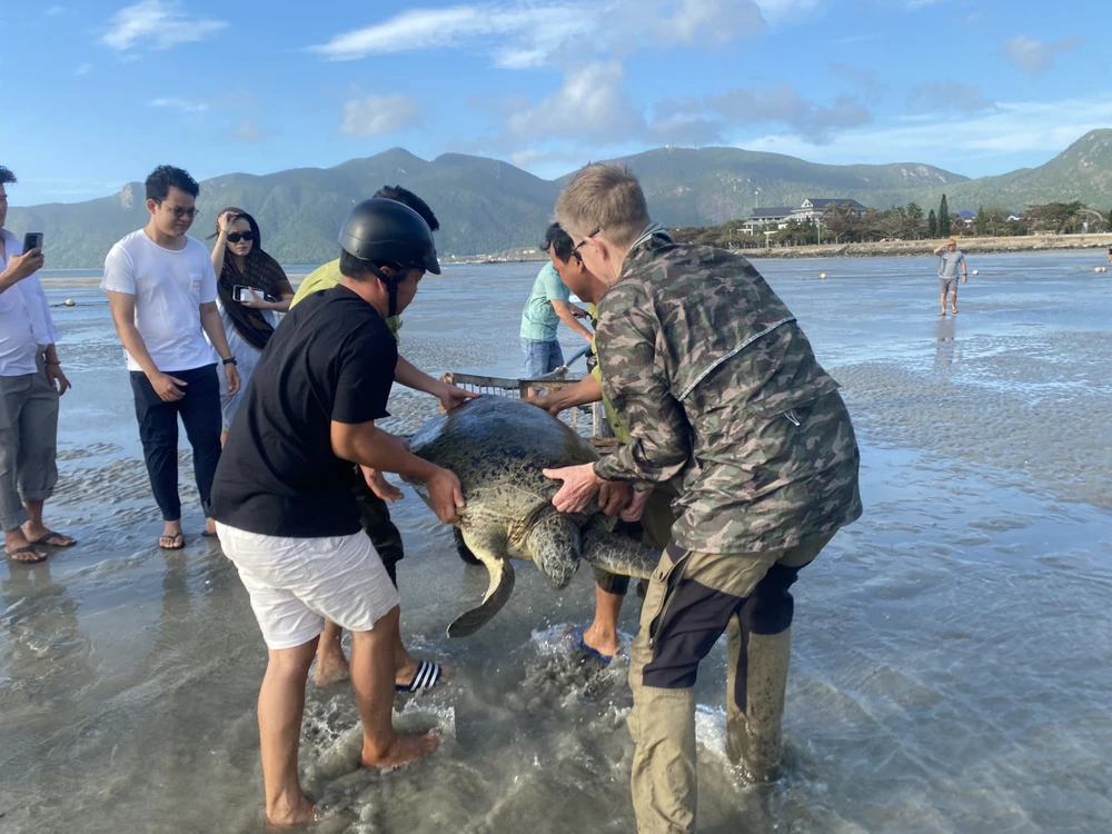 Lực lượng kiểm lâm cùng du khách cứu rùa biển bị mắc cạn trên bãi cát ở Côn Đảo