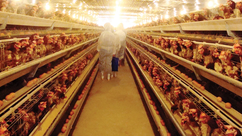 Một trang trại nuôi gà đẻ trứng trên dây chuyền tự động theo tiêu chuẩn VietGAP. Ảnh: Thu Hạnh