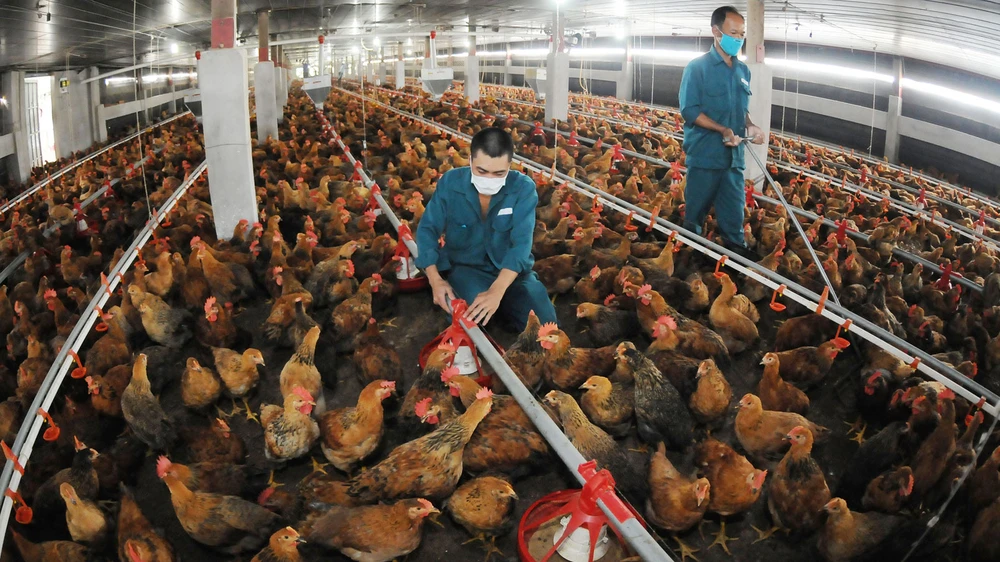  Nuôi gà cung ứng thịt, con giống cho TPHCM và các tỉnh tại Xí nghiệp gà Củ Chi. Ảnh: CAO THĂNG