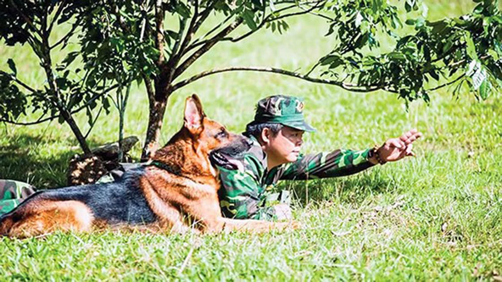 Các chú cảnh khuyển trong một buổi tập luyện