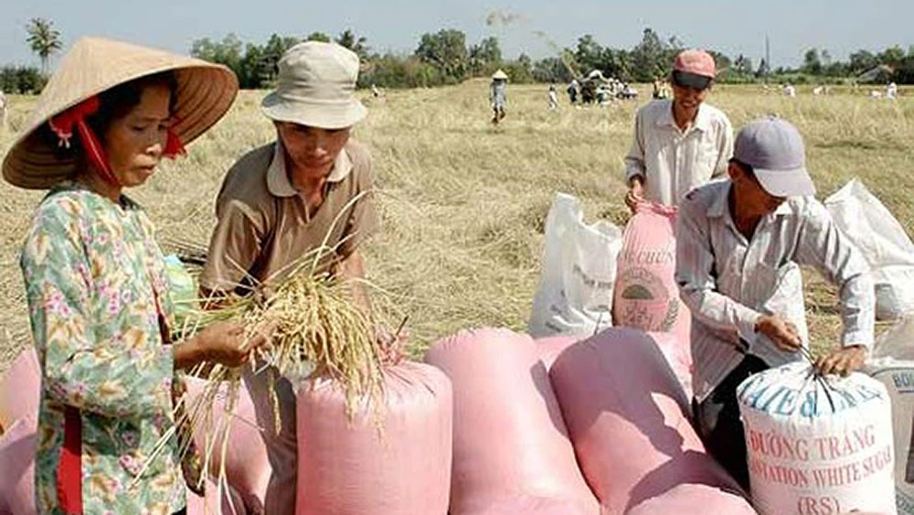 Thu hoạch lúa đặc sản Nàng thơm chợ Đào tại huyện Cần Đước, Long An