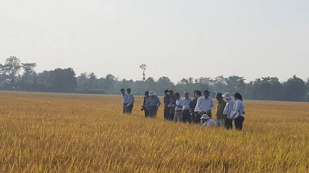 Cánh đồng lúa tại xã Mỹ Lộc đang được người dân canh tác theo phương thức hữu cơ