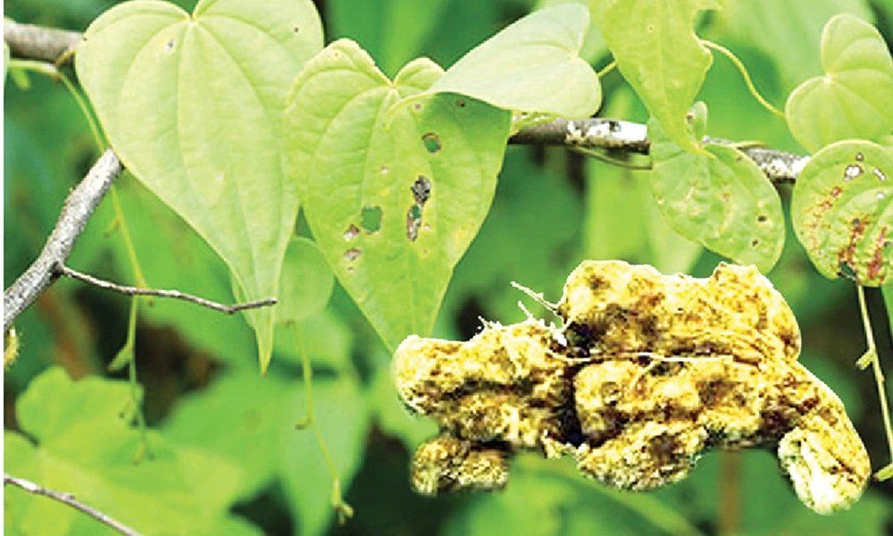 Cây và củ nần nghệ (Dioscorea collettii)