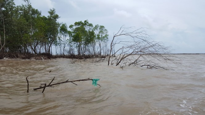 金甌海堤防護林帶遭海浪侵蝕破毀。（圖源：嘉柏）