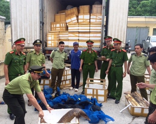 清化省公安經濟警察科查獲非法運載31隻穿山甲。（資料圖來源：環境與生活報網）