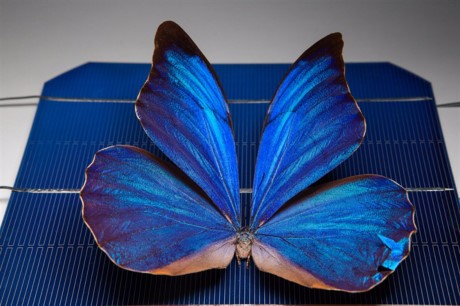 圖為澳大利亞國立大學在研究中所拍攝的一隻放在太陽能電池板上的歡樂女神閃蝶。（圖源：互聯網）