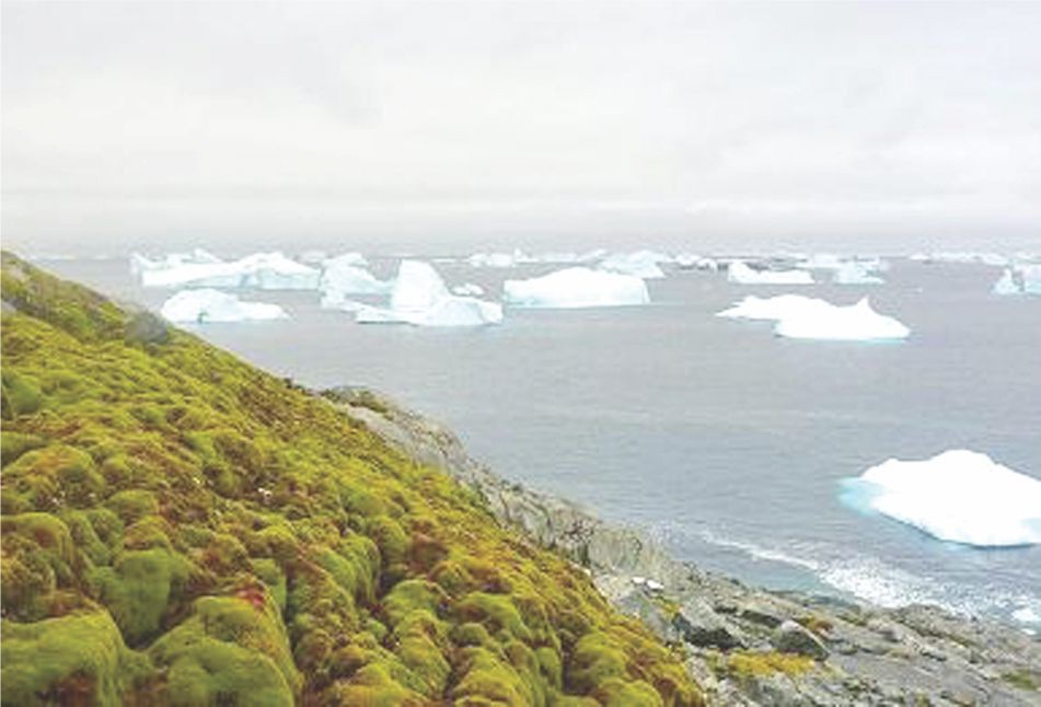 南極因苔蘚增多變綠了。（圖源：互聯網）