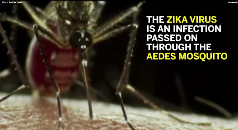 寨卡病毒主要通過伊蚊叮咬進行傳播。（資料圖來源：視頻截圖）