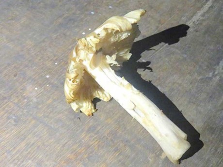 圖為誤食蘑姑中的毒野生火蘑菇。（資料圖來源：互聯網）