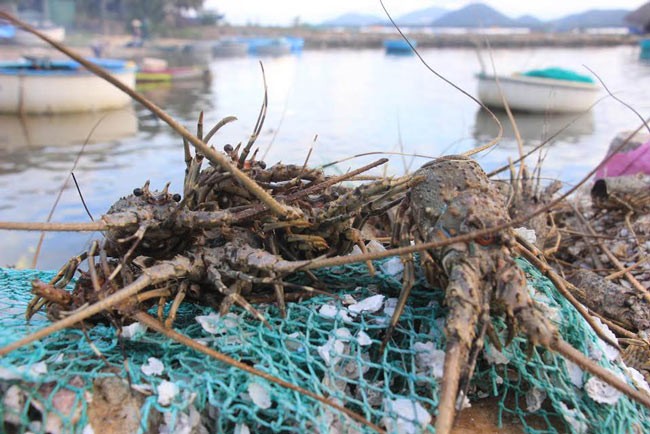 圖為福安省求河市沿海異常死亡的龍蝦在岸邊堆成一片。（圖源：互聯網）