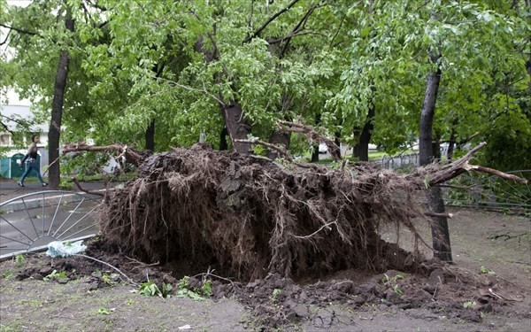 遭暴風雨侵襲後樹木被刮倒。（圖源：互聯網）