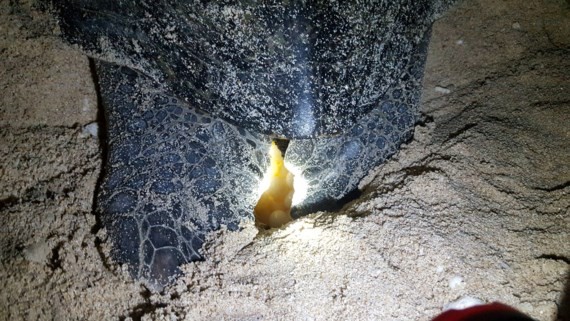 圖為估量體重超過100公斤的海龜爬上沙灘上產蛋。（圖源：互聯網）