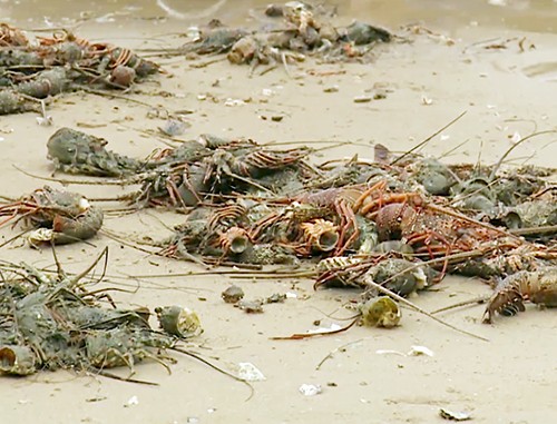 富安省龍蝦大量死亡原因引爭議。（資料圖源：P.X）