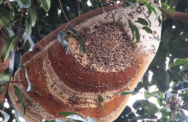 圖為一個罕見的大蜂窩。（示意圖源：互聯網）