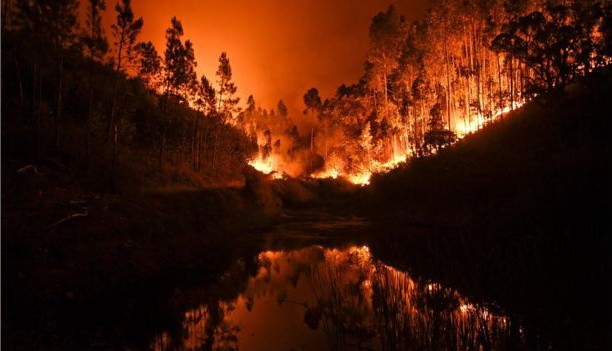 葡萄牙中部森林火災已致57人死亡。（圖源：PATRICIA DE MELO MOREIRA）