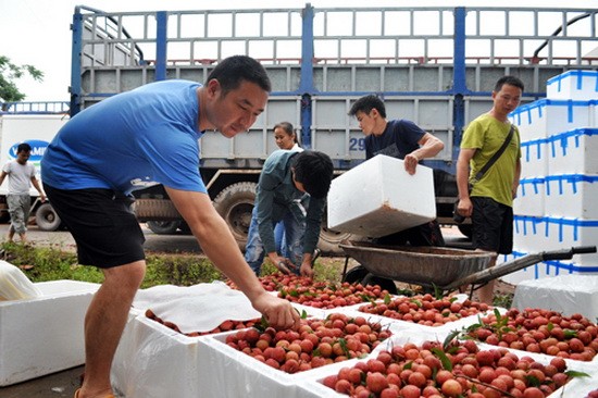 商販在北江省採購荔枝。(圖源：Q.Đ)