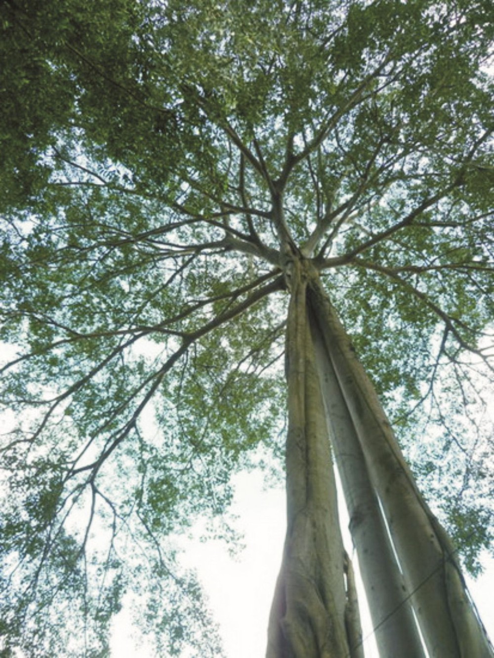 50米高的榕樹。（圖源：互聯網）