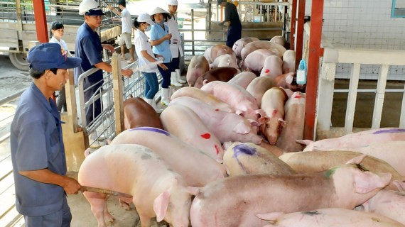 可追溯來源的VietGAP豬送到屠宰場。