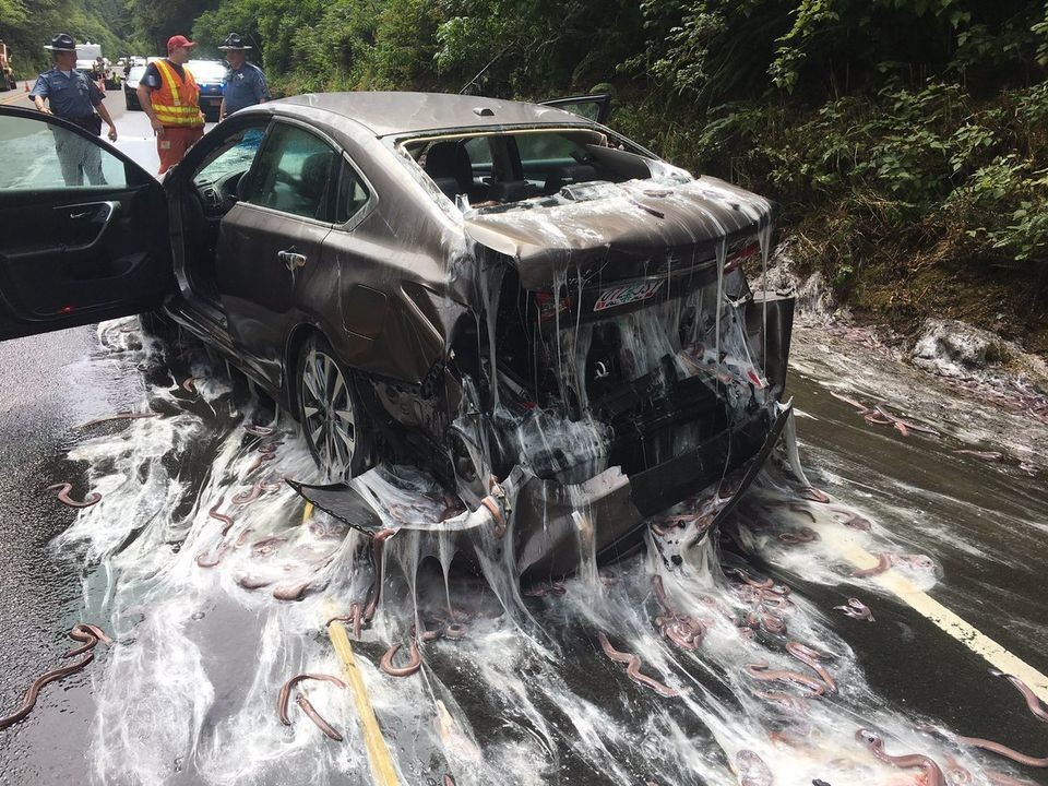 車禍中遭殃的轎車上全是鰻魚。（圖源：互聯網）