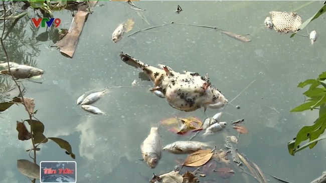 平福省上十噸網箱養魚異常死亡。（圖源：VTV9）
