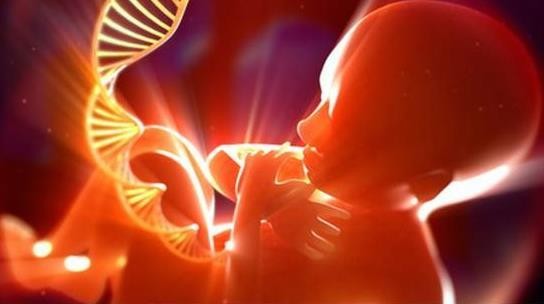 研究人員向即將開始受精形成胚胎的卵細胞注射可編輯基因的化學物質。（示意圖源：互聯網）