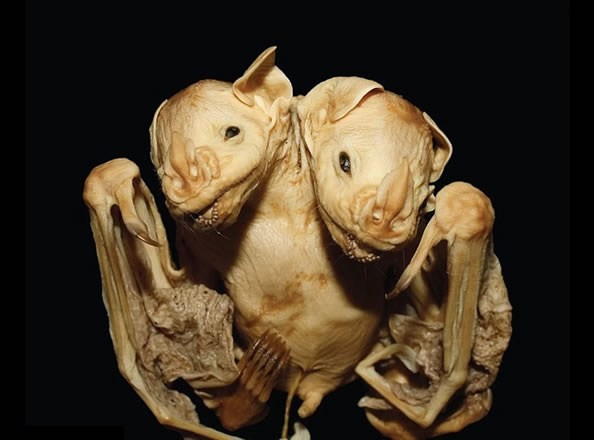 巴西現罕見的「連體蝙蝠」 兩顆頭 兩個心臟。（圖源：互聯網）
