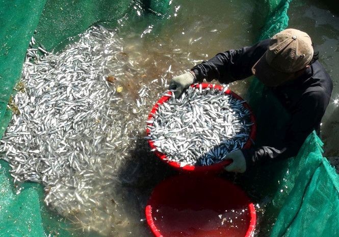 芽莊市漁民今年白飯魚捕撈大豐收。(資料圖源：互聯網)