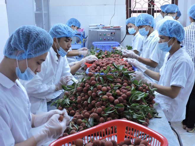 越南荔枝受中國消費者青睞。