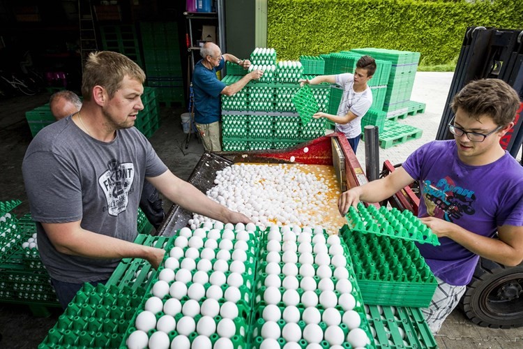 多國驚現“毒雞蛋”檢出違禁殺蟲劑。荷蘭和比利時當局稱，兩國調查人員10日展開聯合行動，就“毒雞蛋”事件進行了多項突擊檢查。（資料圖源：互聯網）