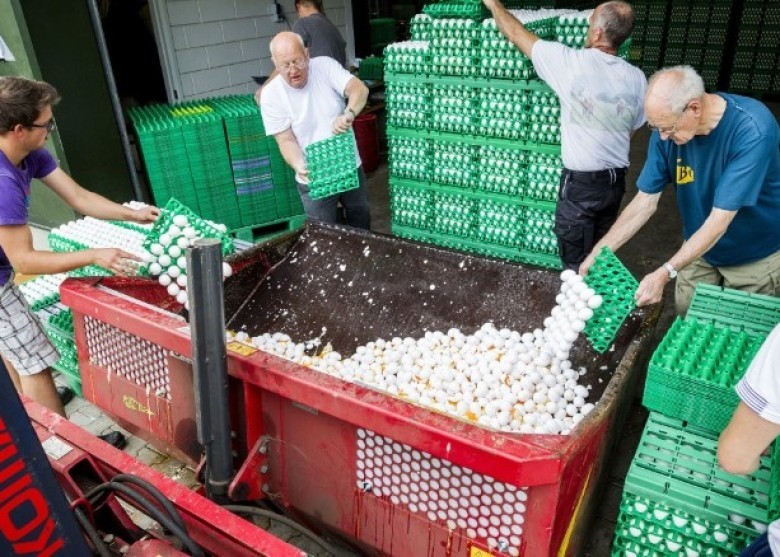 工作人員銷毀雞蛋。（圖源：互聯網）