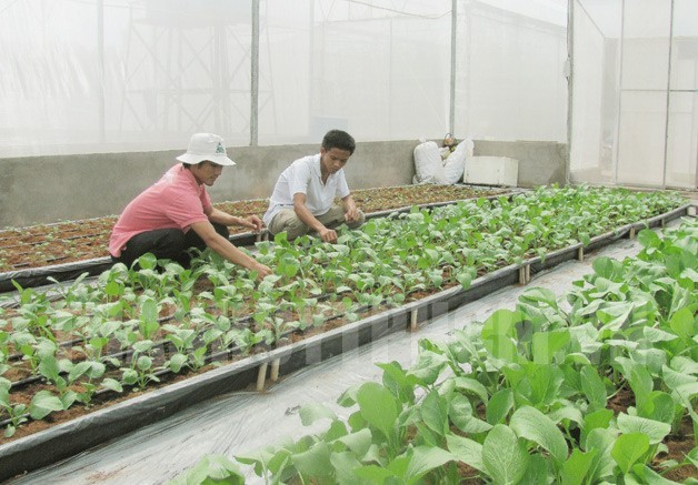 本市農民種植無公害蔬菜。(圖源：市黨部新聞網)