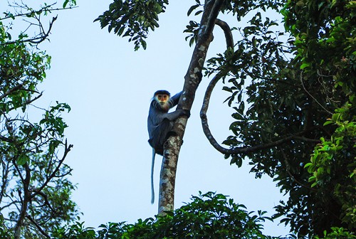 圖為廣南省白臀葉猴。（圖源：互聯網）