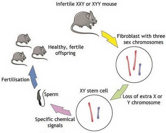 科學家已成功讓因性染色體數量異常而不育的小鼠當上爸爸。（圖源：互聯網）
