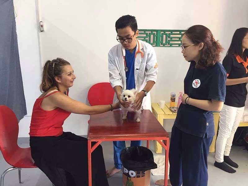 寵物在河內貓狗救護站得到照料。（示意圖源：互聯網）