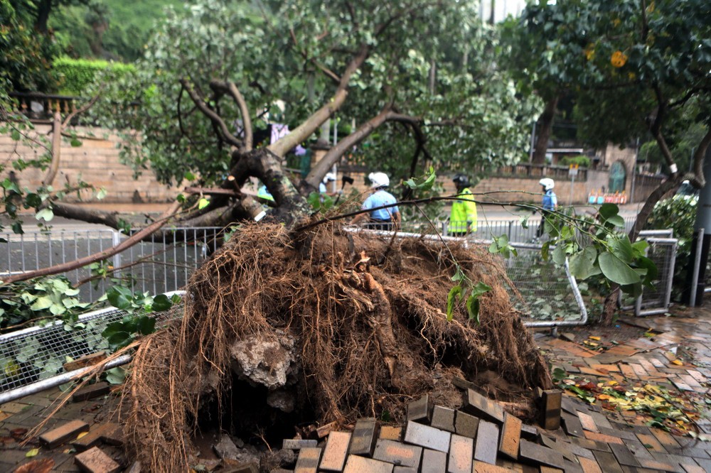 一棵被颱風刮倒的大樹。（圖源：互聯網）