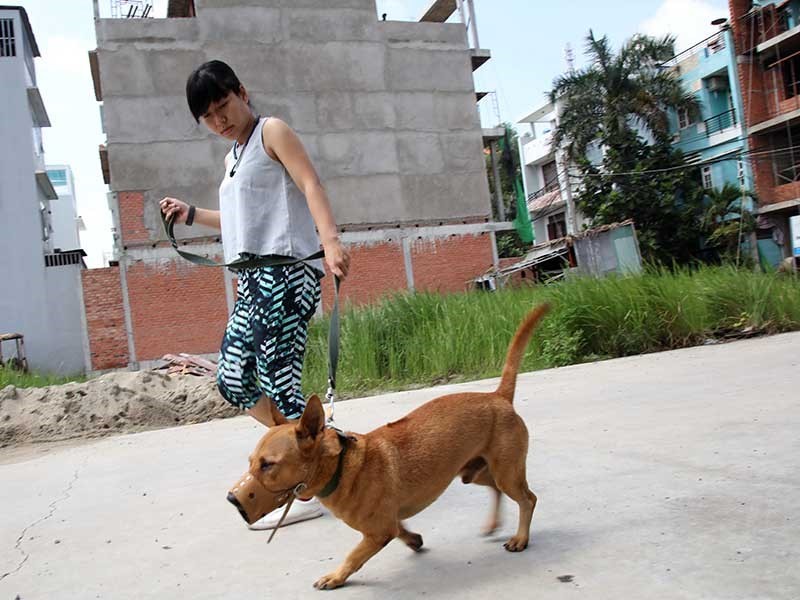 自9月15日起，寵物狗儘管有人牽引，若沒有戴嘴套的 話，飼主仍然被罰款。