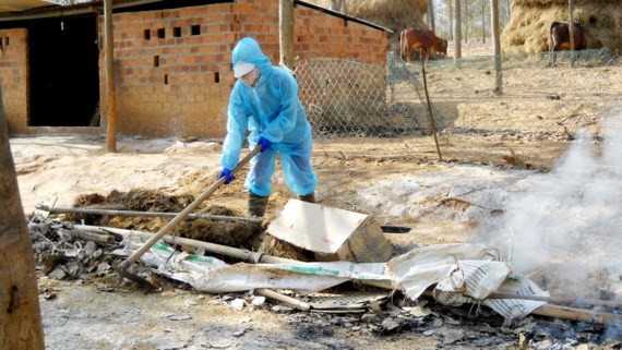H5N6甲型禽流感疫情銷毀後清理飼養場。