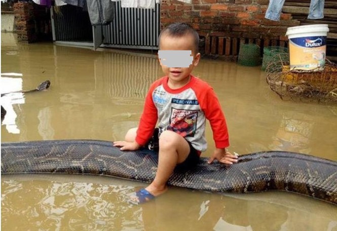 越南 3 歲男孩“騎”巨蟒照引爭議。（圖源：互聯網）