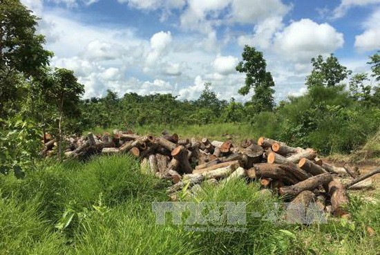 政府總理阮春福昨(31)日責成達樂省人委會主席指導檢討在該省非法砍伐樹林的個人、集體責任。（圖源：越通社）