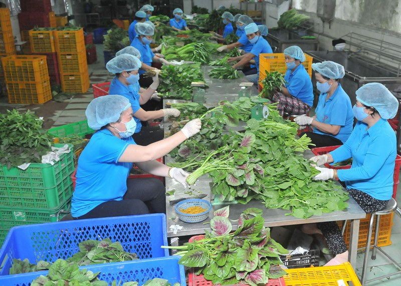 福安合作社加工出口達VietGAP標準的蔬菜。