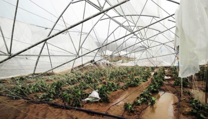 本月4和5日林同出現狂風大雨，使到林同省所屬的大勒市和若干縣許多蔬菜種植專區受到嚴重損害。很多菜園被水淹、摧殘。（圖源：金英）