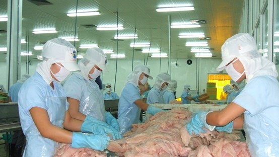 出口市場比較順利，九龍江平原的查魚供應源仍有增加。