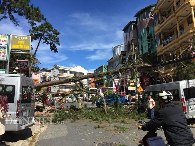 大勒市裴氏春街上一棵約15米高老松樹突然倒塌，事發時段恰好是午休時間，往來的行人與車輛不多，沒有造成人命傷亡。（圖源：越民）