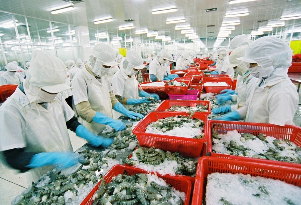 據越南水產品加工和出口協會(VASEP)稱，2017年越南蝦類出口約達38億美元，同比增加22%。（示意圖源：互聯網）