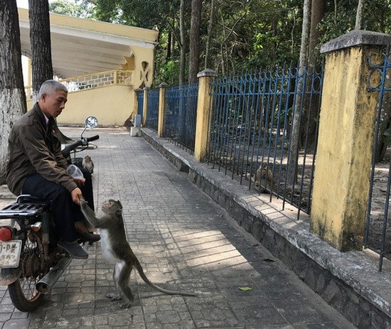 西寧省高台教堂園區內的猴子經常外出向行人討要食物。（圖源：西寧報）