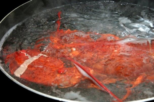 不少廚師認為活煮龍蝦令其更美味。（示意圖源：互聯網）