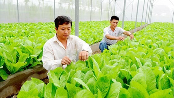 高新技術農業區無公害蔬菜種植場一隅。（圖源：青海）