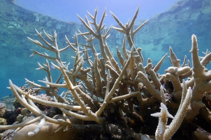 大堡礁在近幾年來遭遇重創，不僅出現了大面積的珊瑚白化現象，以珊瑚為食的海星數量也開始激增。（圖源：Guardian）