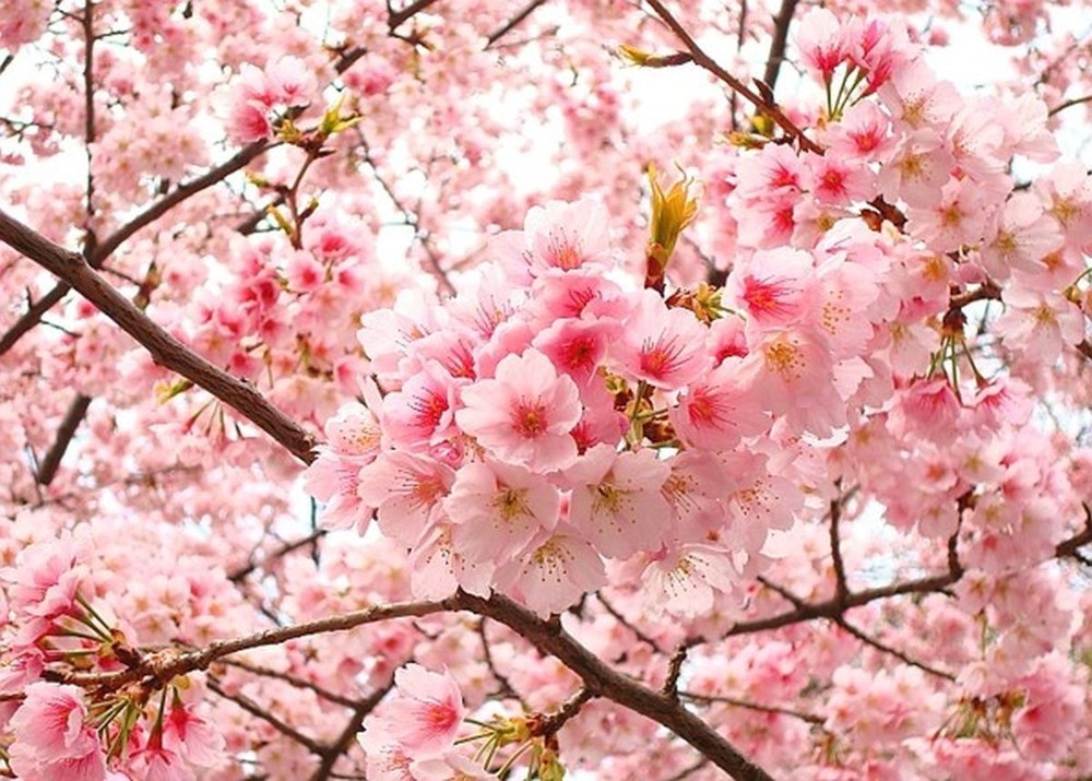 老屋花園裡的櫻花盛開一瞥。（示意圖源：互聯網）